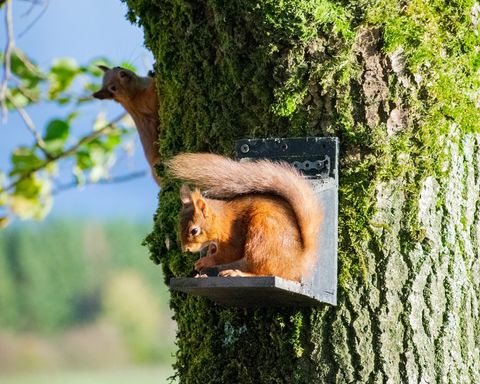 Red Squirrel outside our Rayseat Pod