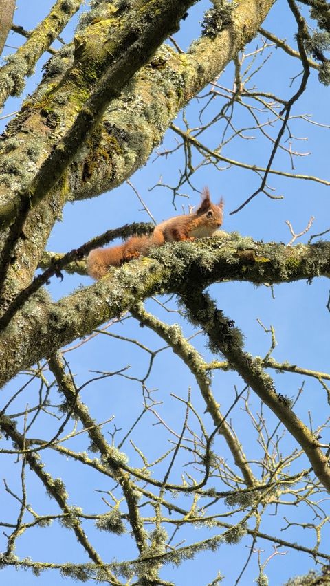 Red squirrel in the woodland at Tarn Sike Woodland Retreat, Cumbria