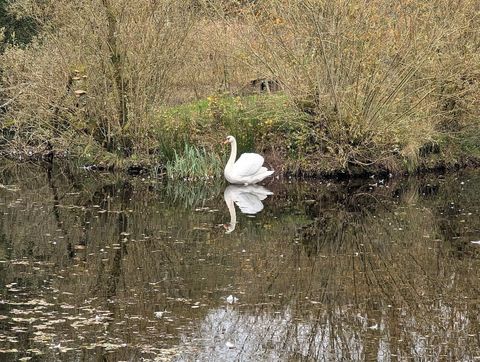 Swan on the lake at Tarn Sike, Raisbeck, Cumbria