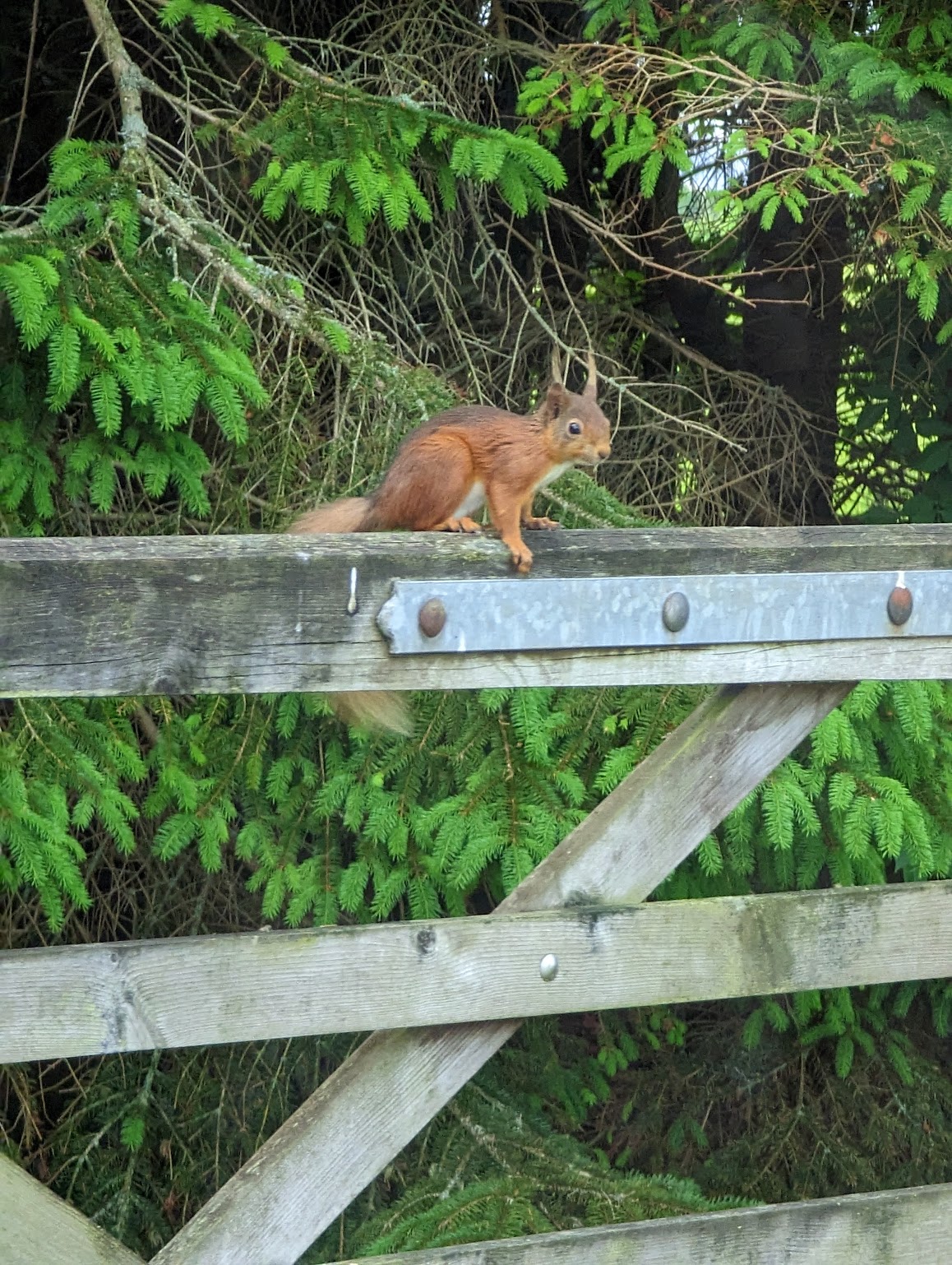 Red squirrel among the trees at Tarn Sike, Raisbeck, Cumbria