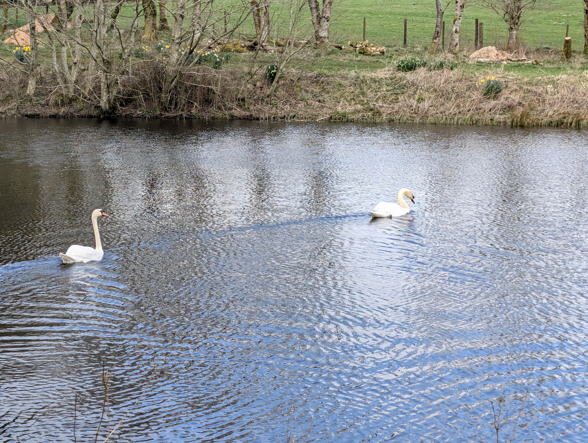 Swans on the private lake at Tarn Sike Woodland Retreat, Cumbria