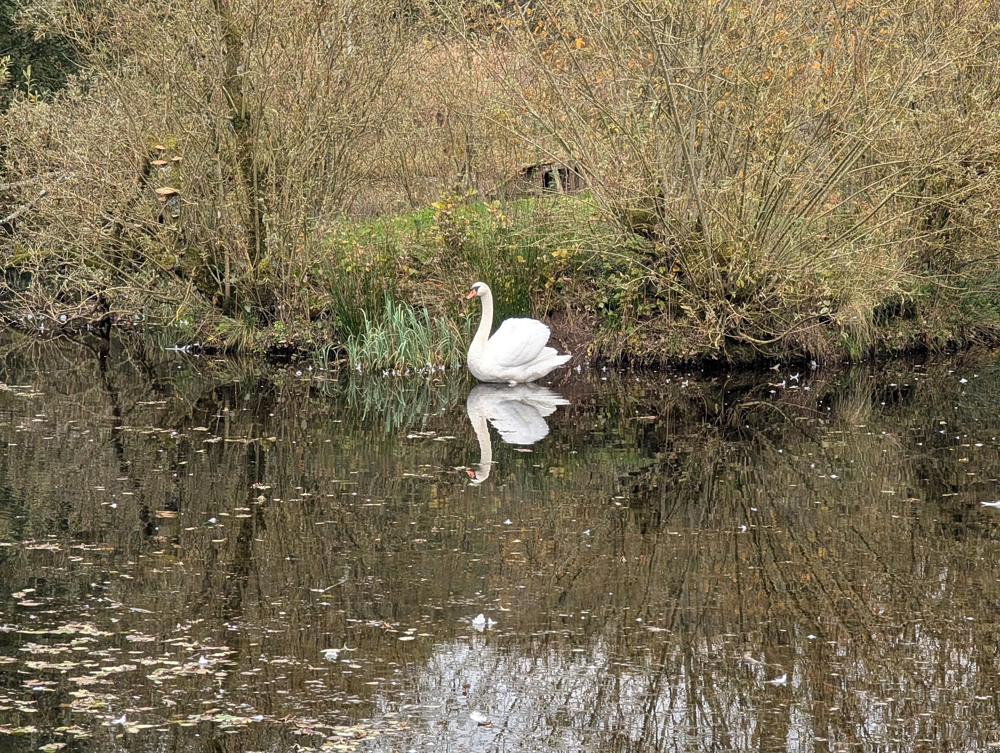 Swan on the lake at Tarn Sike, Raisbeck, Cumbria