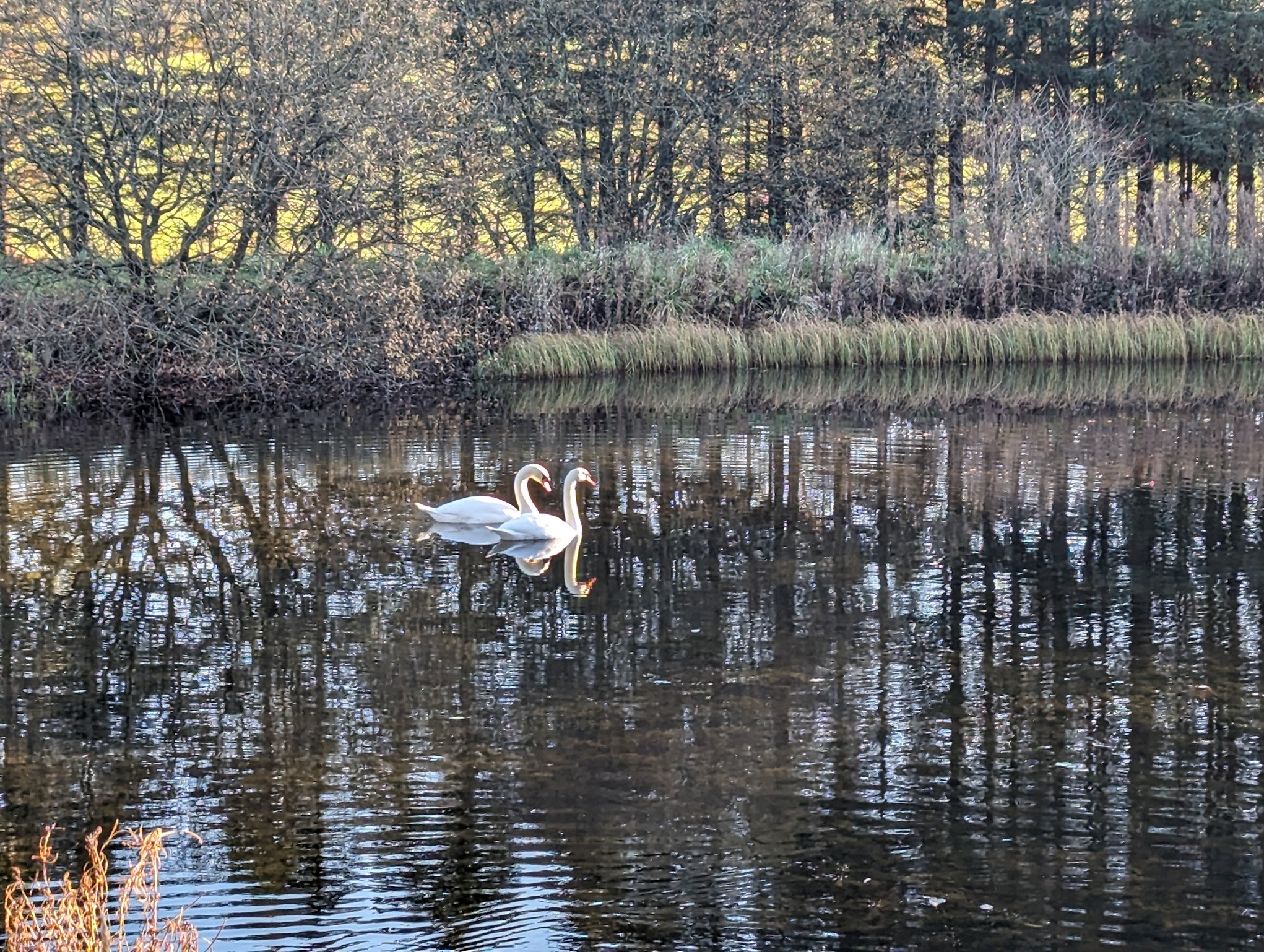 Swans visiting the lake at Tarn Sike Woodland Retreat in spring